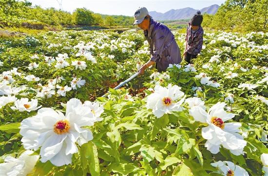 东莲花院乡最新发展规划解析