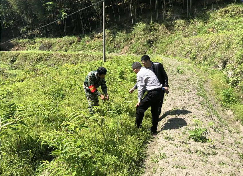 景宁畲族自治县农业农村局领导团队概览