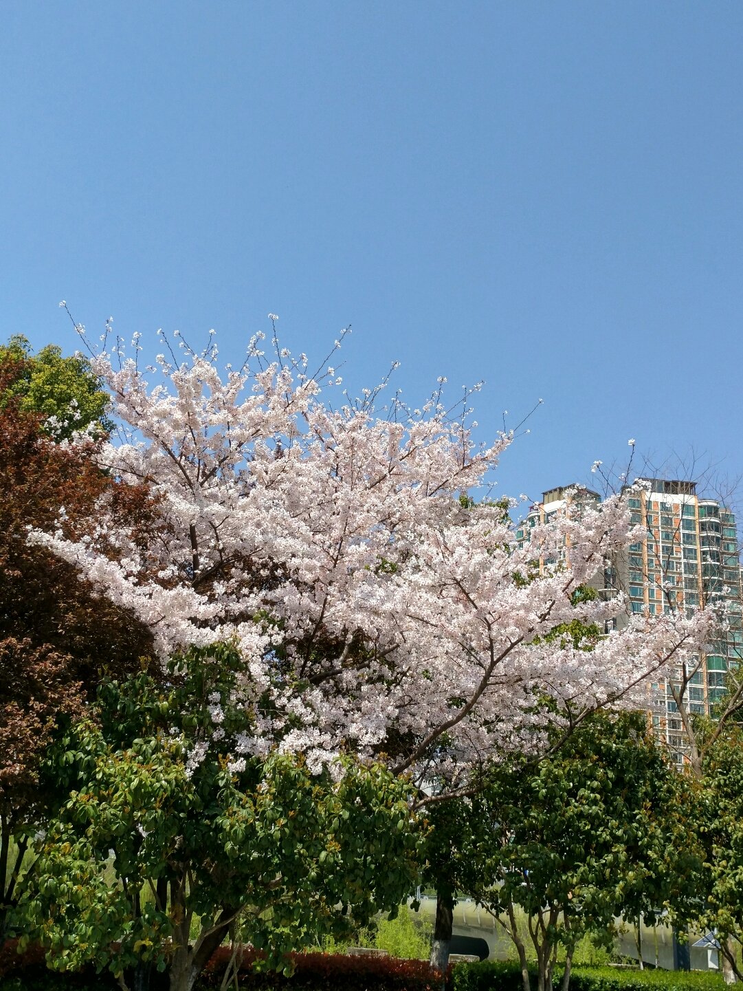 望春门街道天气预报更新通知