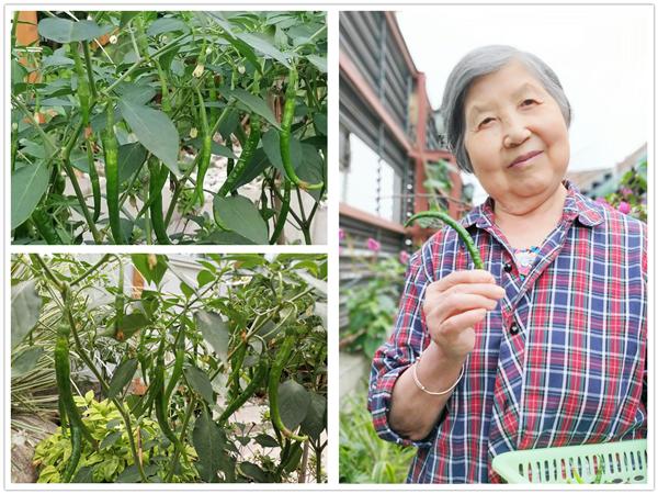 幸福农场虚拟镇未来发展规划蓝图